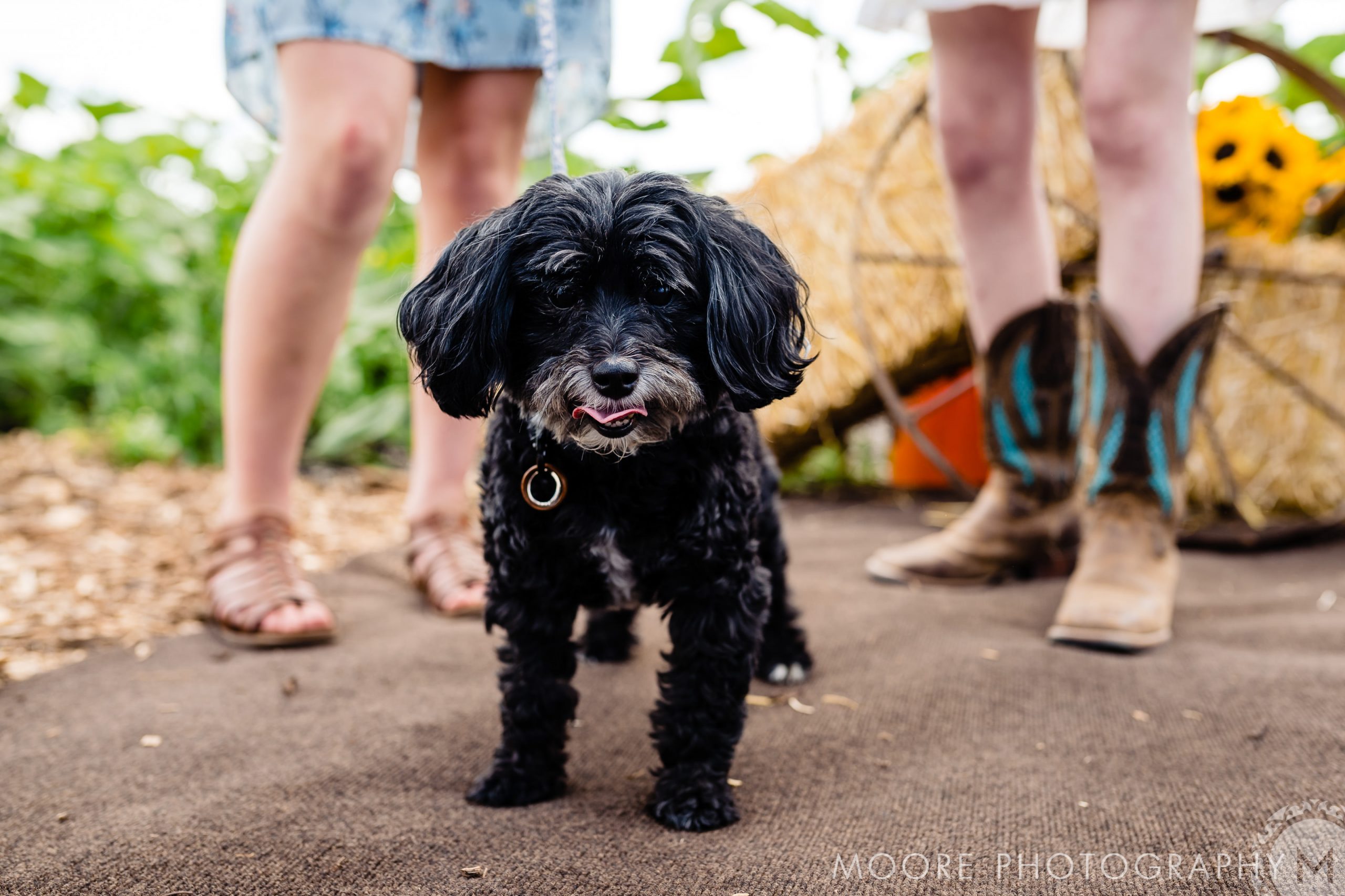 Cockapoo - Portuguese Water Dog