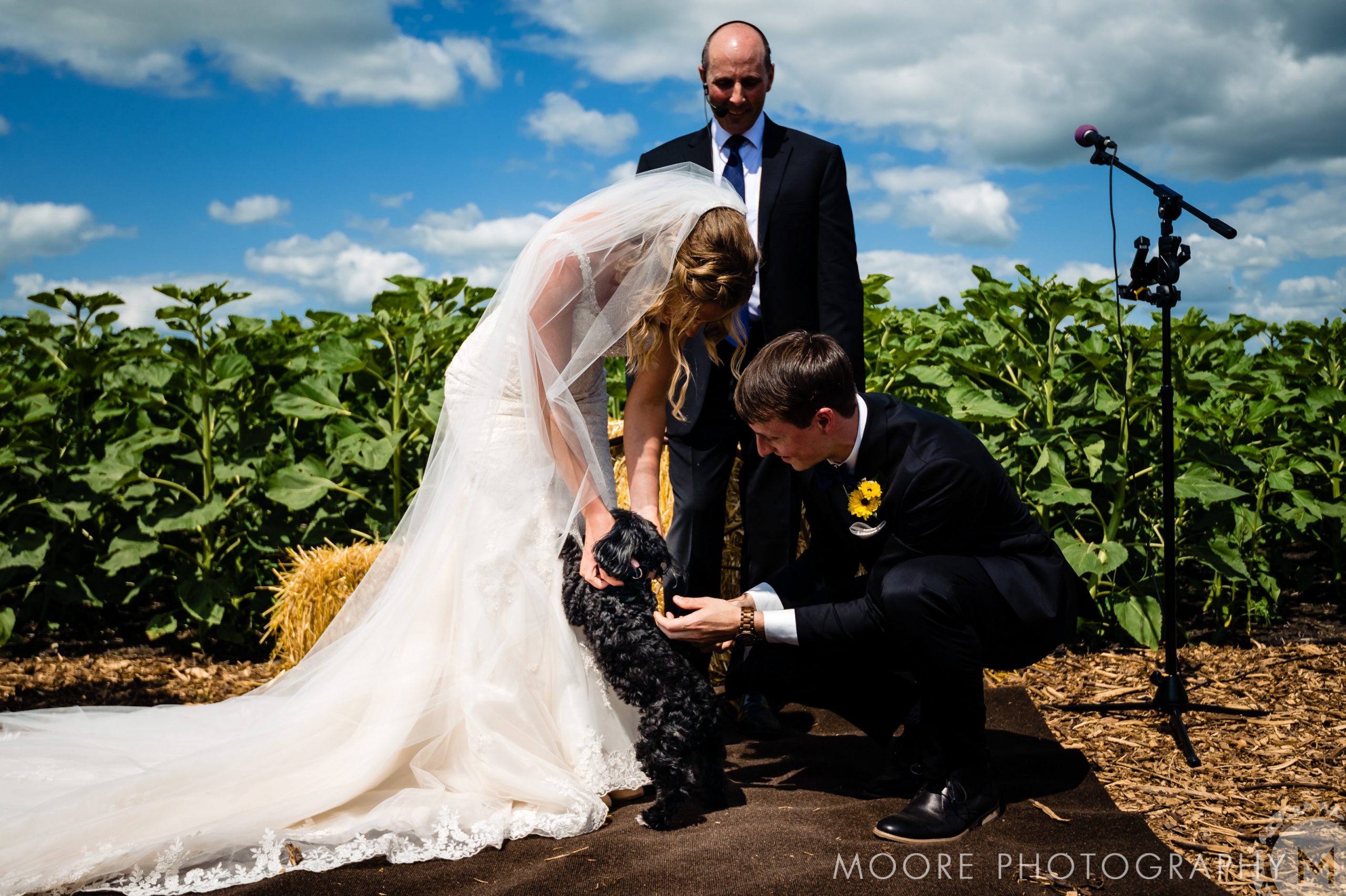 Wedding Dress - Wedding