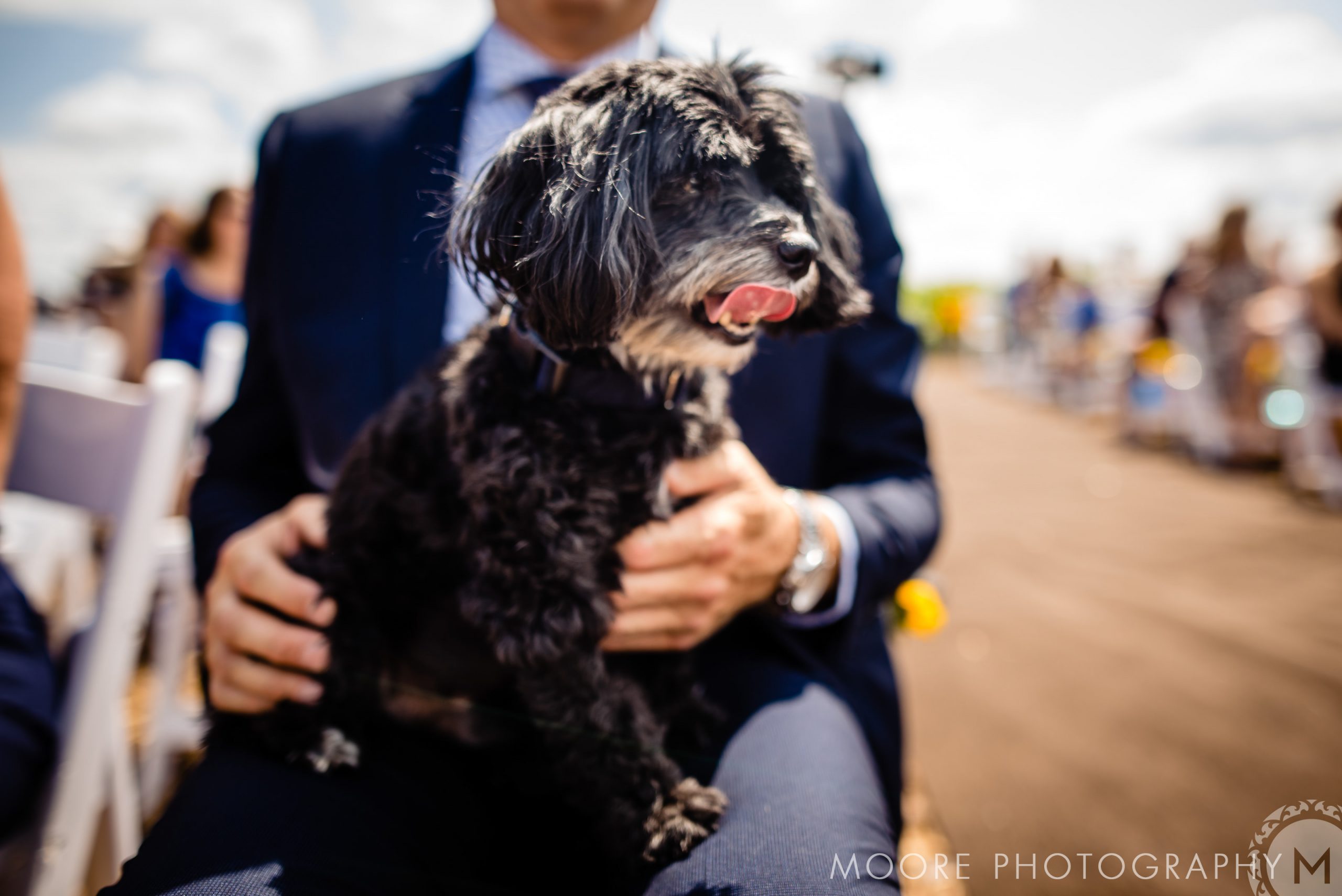 Vertebrate - Affenpinscher