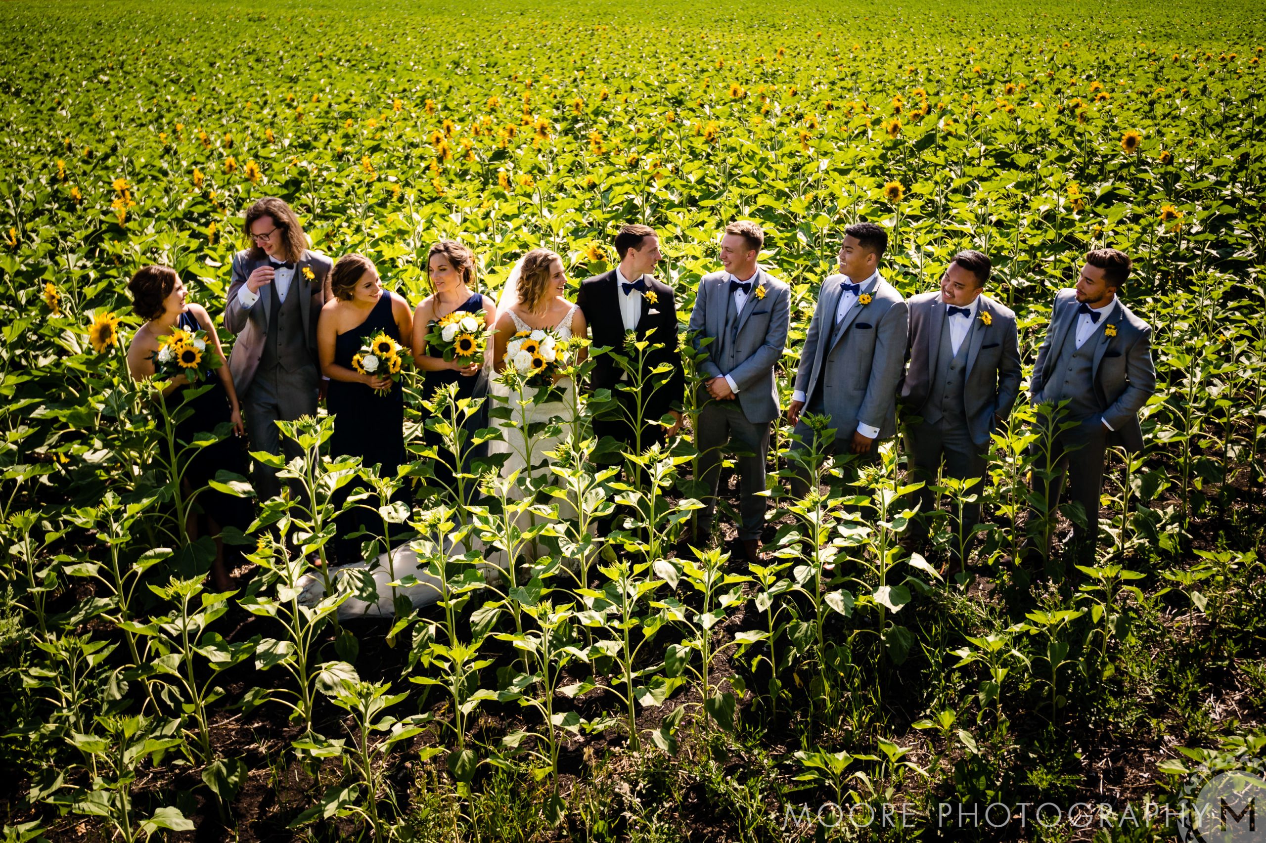 Flowering plant - Grasses