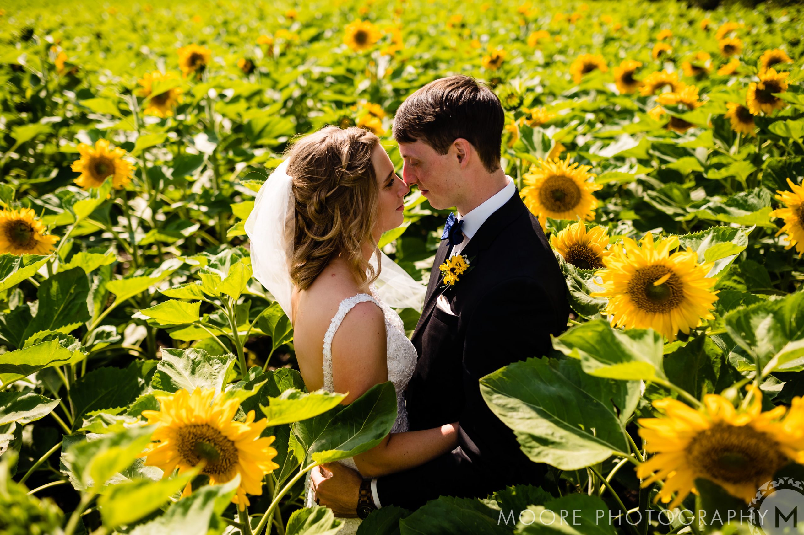 Daisy family - Floristry