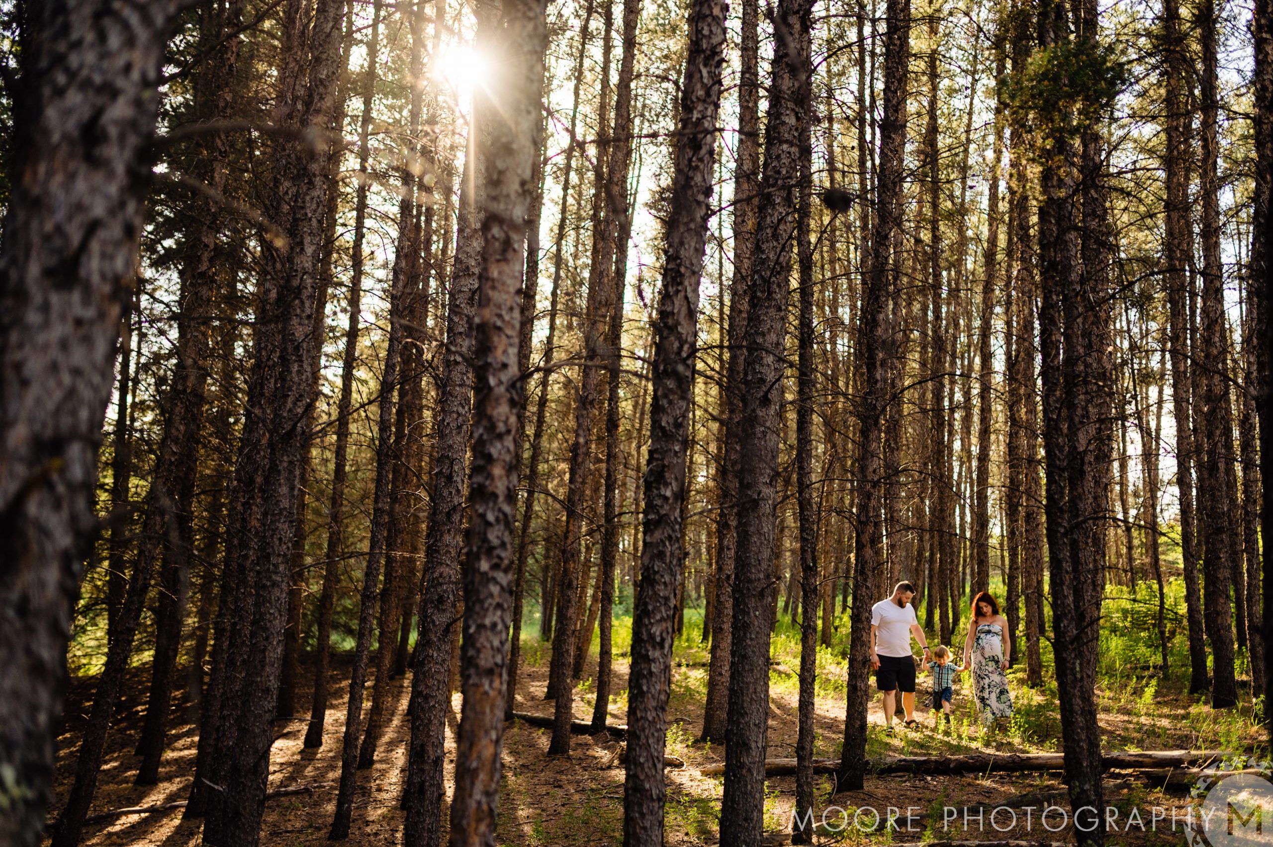 Temperate broadleaf and mixed forests - Temperate coniferous forest