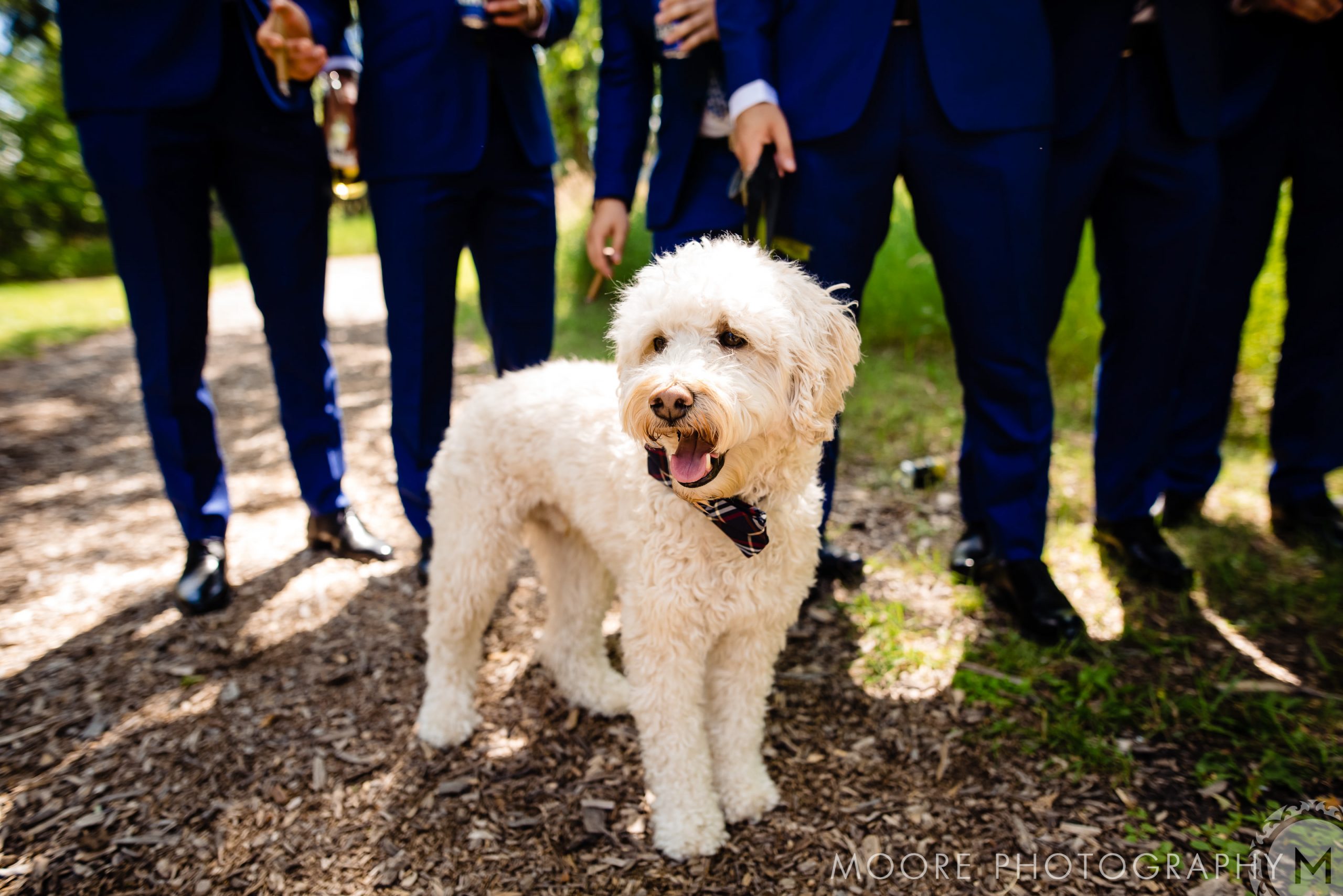 Goldendoodle - Dog breed