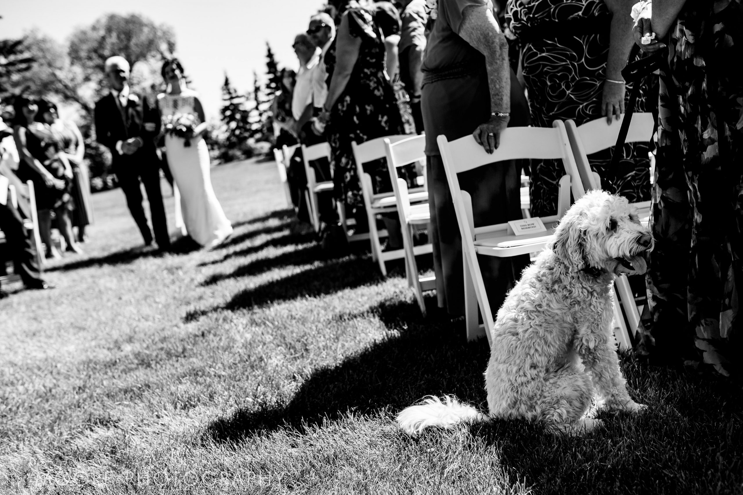 Dog - Black and white