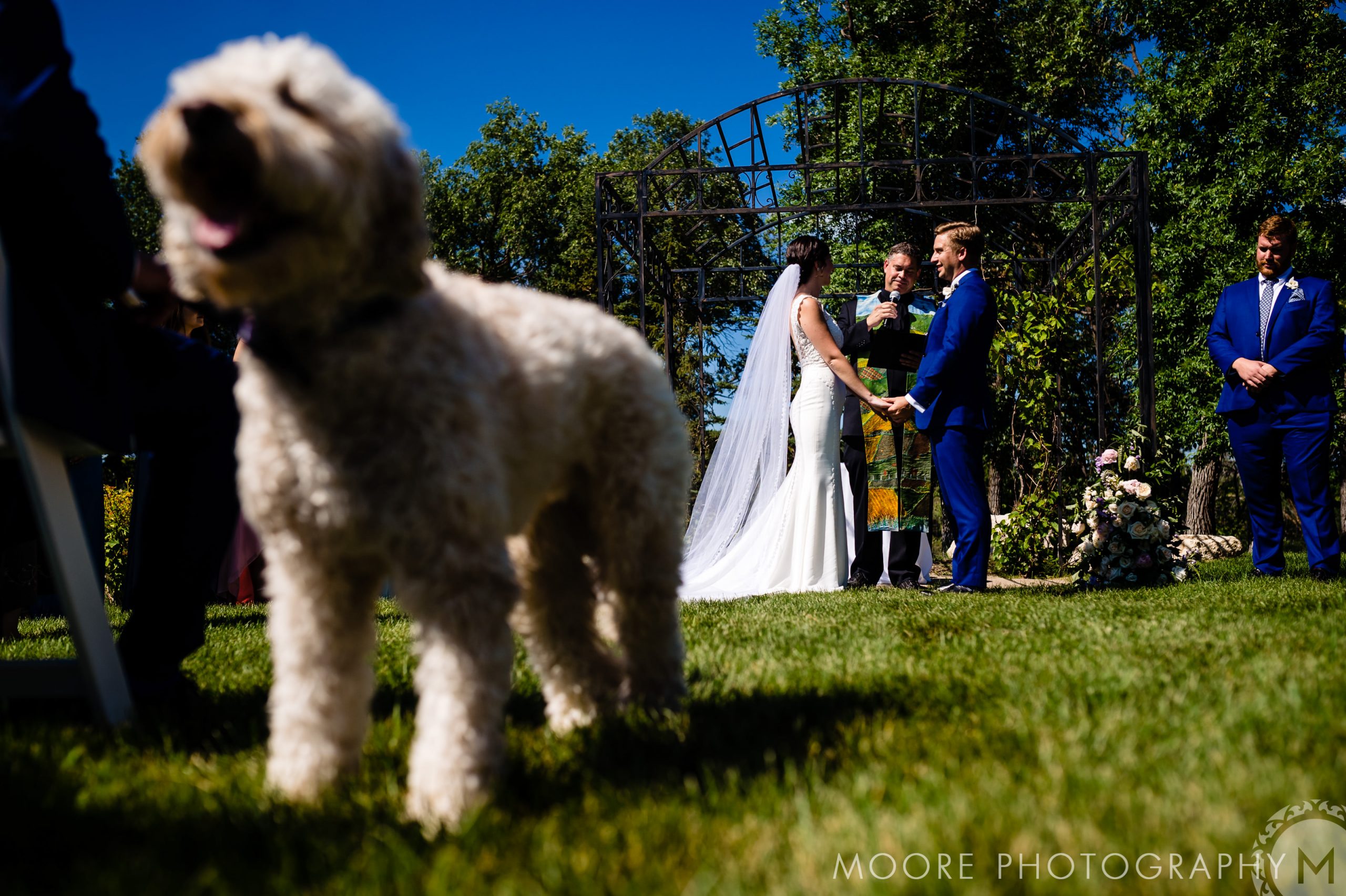 Goldendoodle - Vertebrate