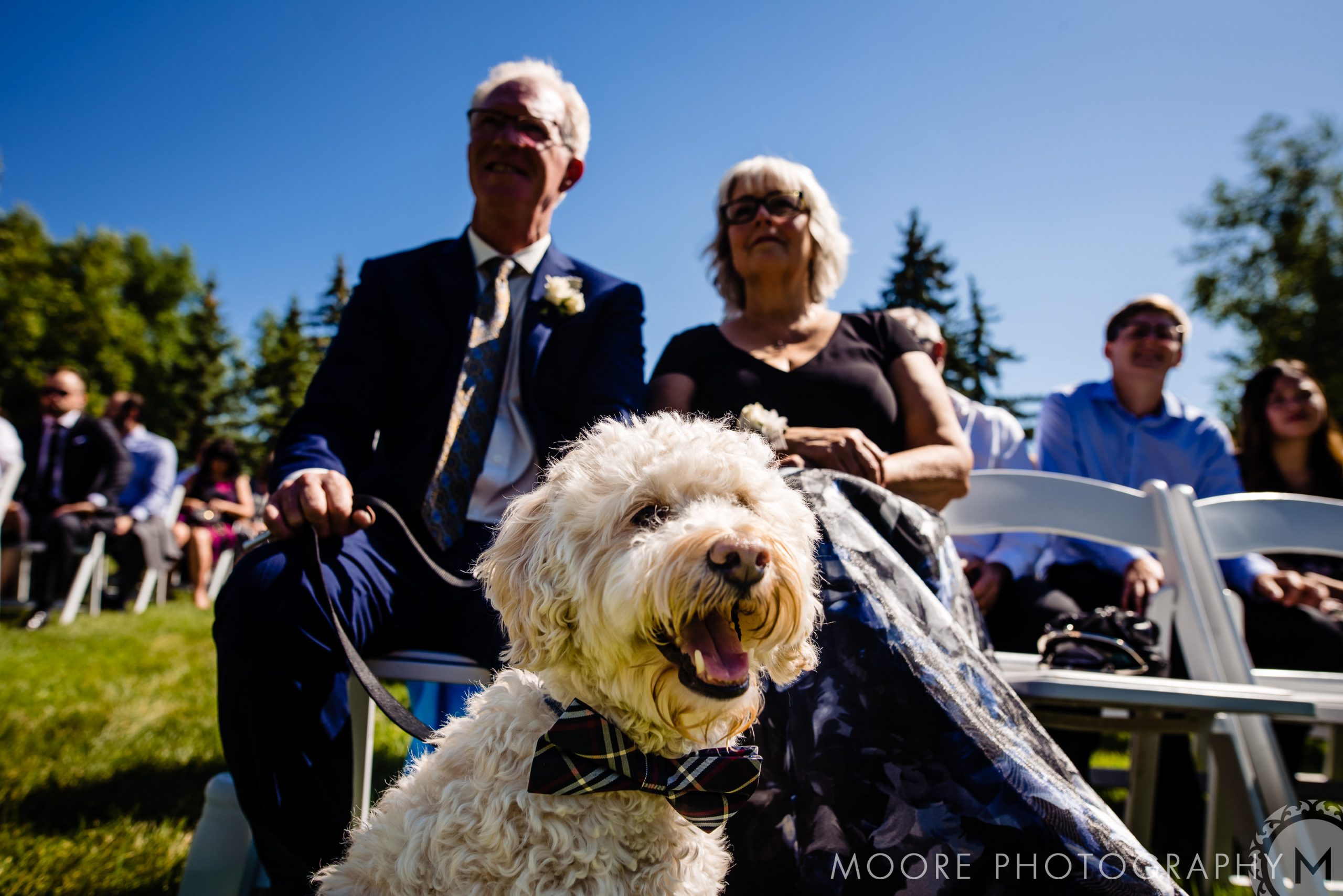 Dog - Wedding