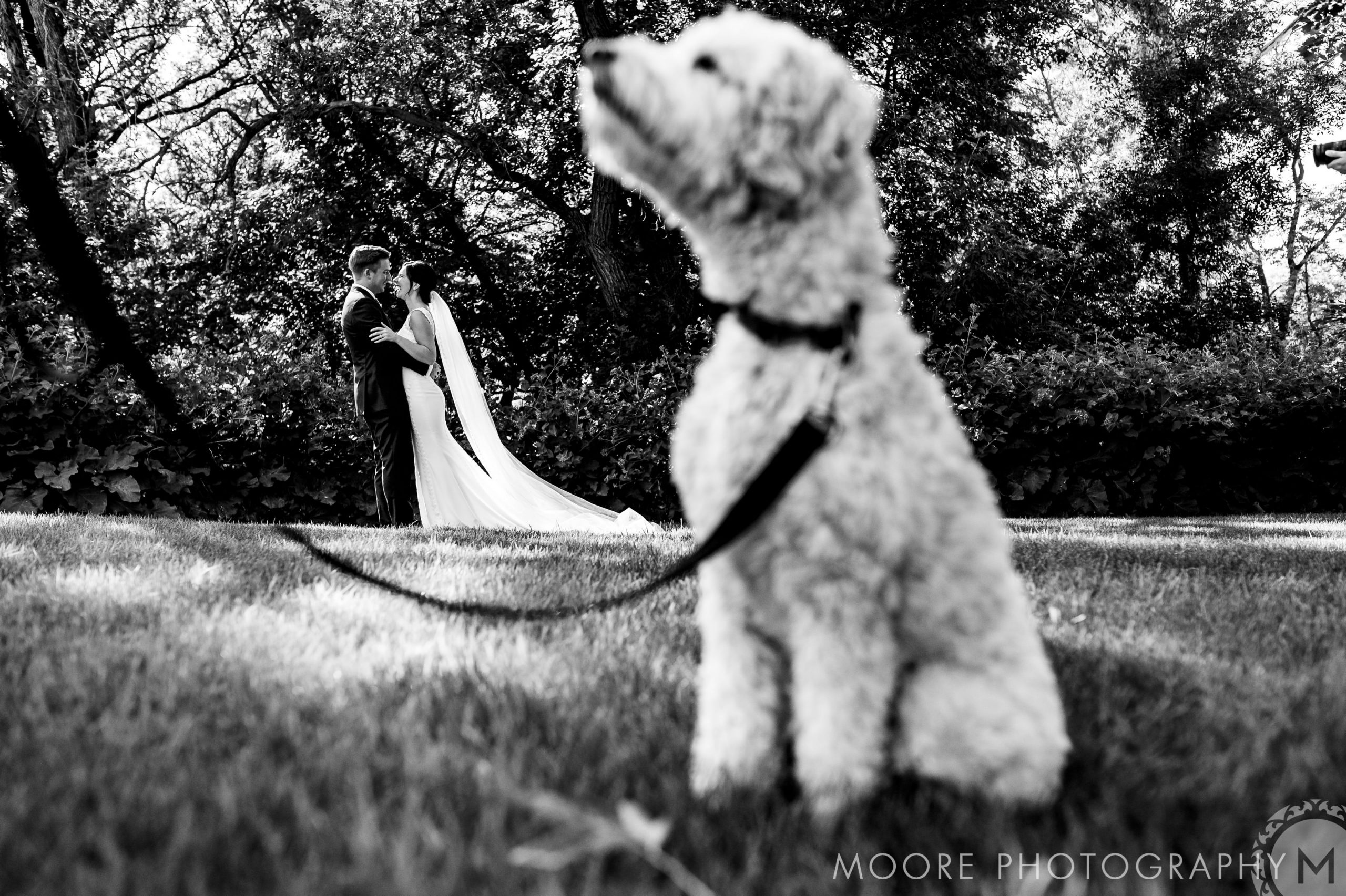 Black and white - Dog