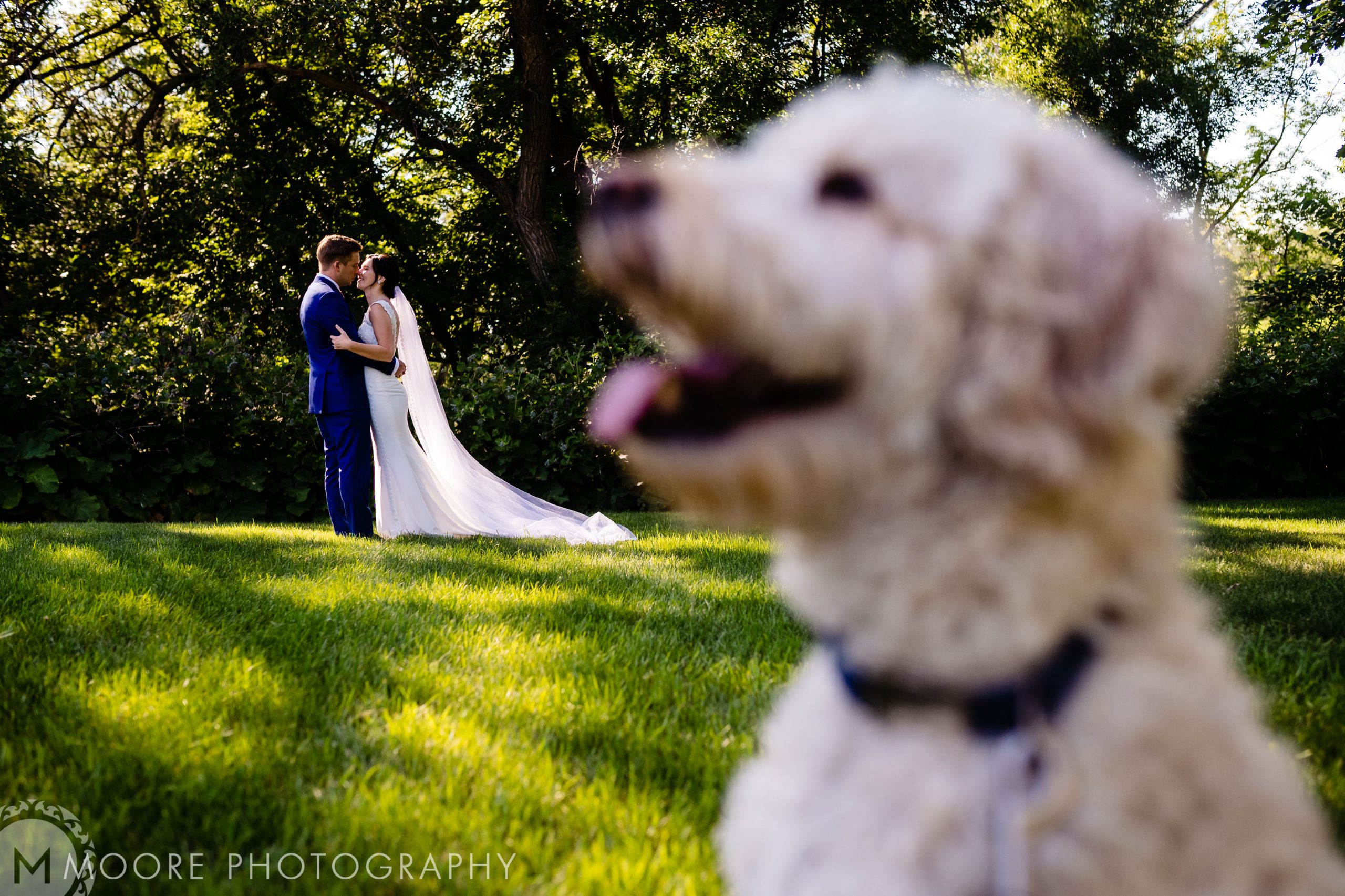 Goldendoodle - Vertebrate