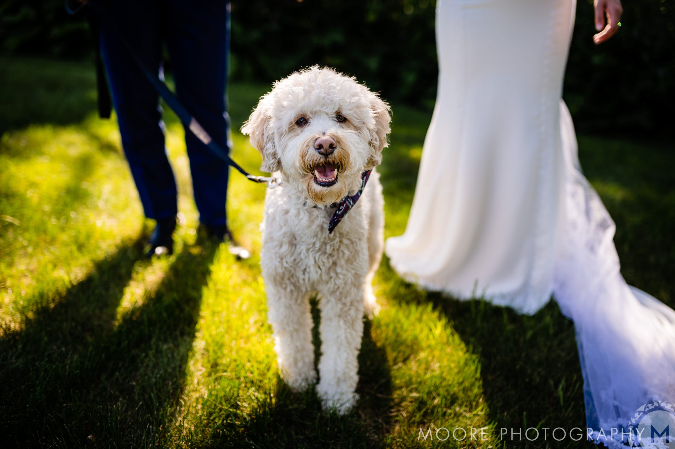 Vertebrate - Goldendoodle