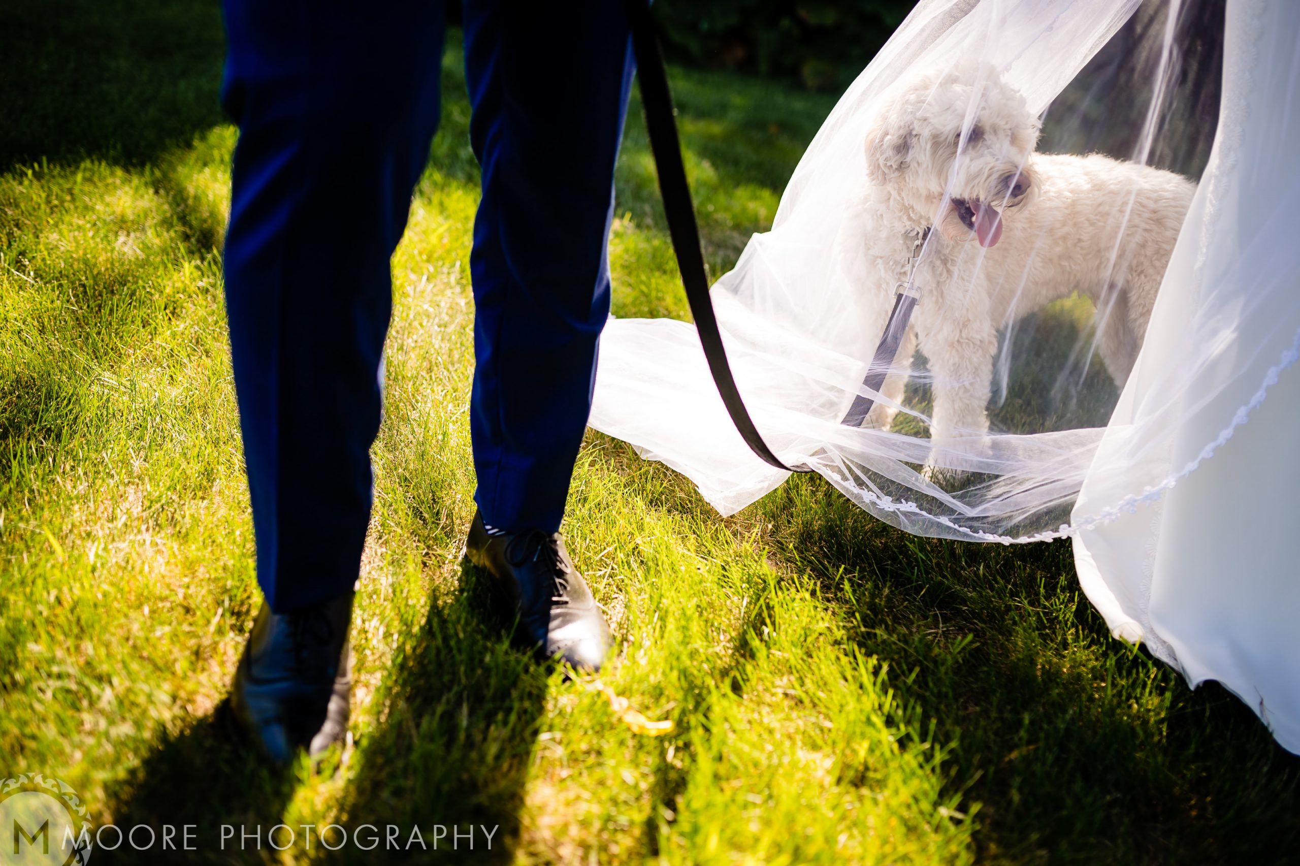 Wedding - Dog