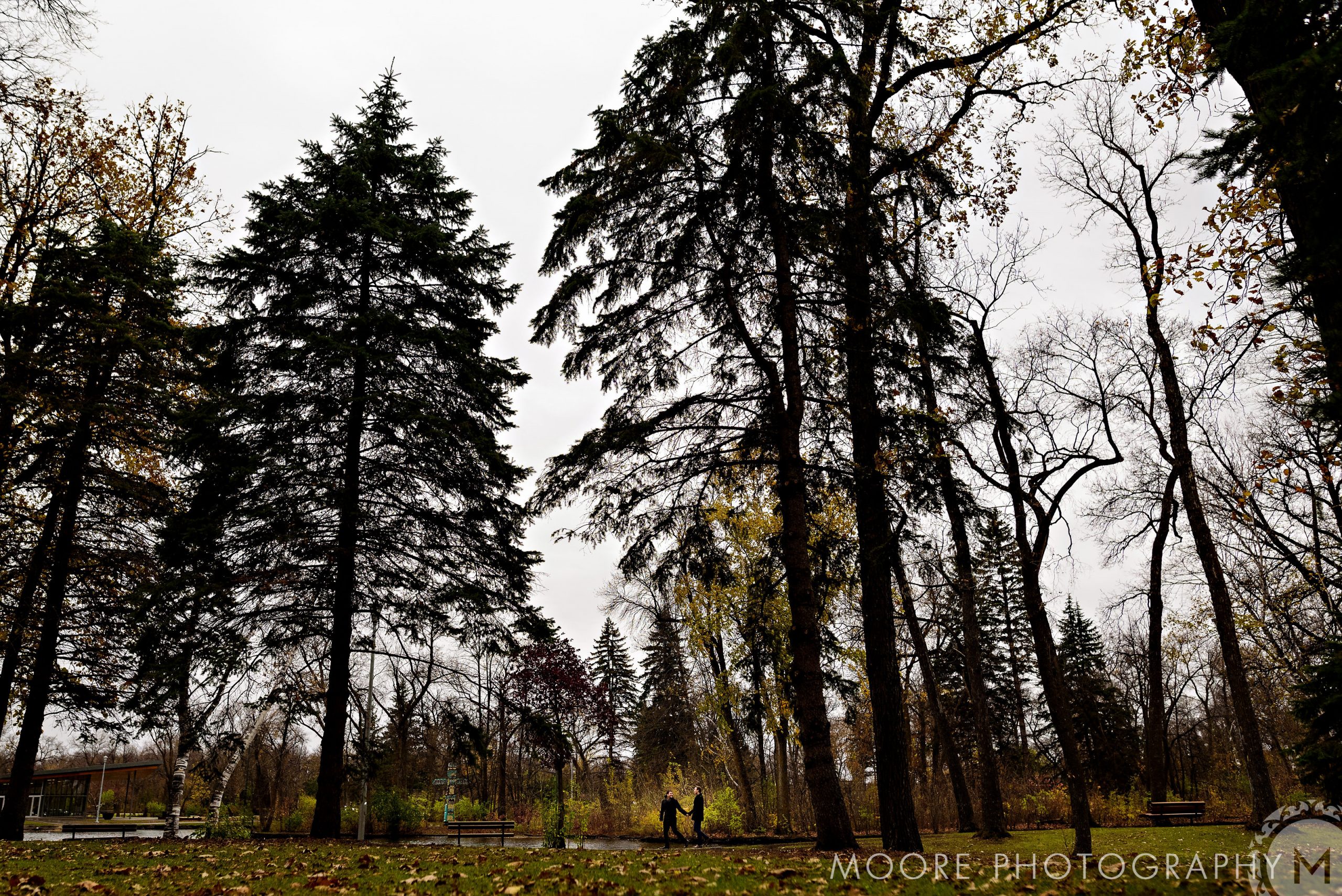 Temperate broadleaf and mixed forests - Vegetation