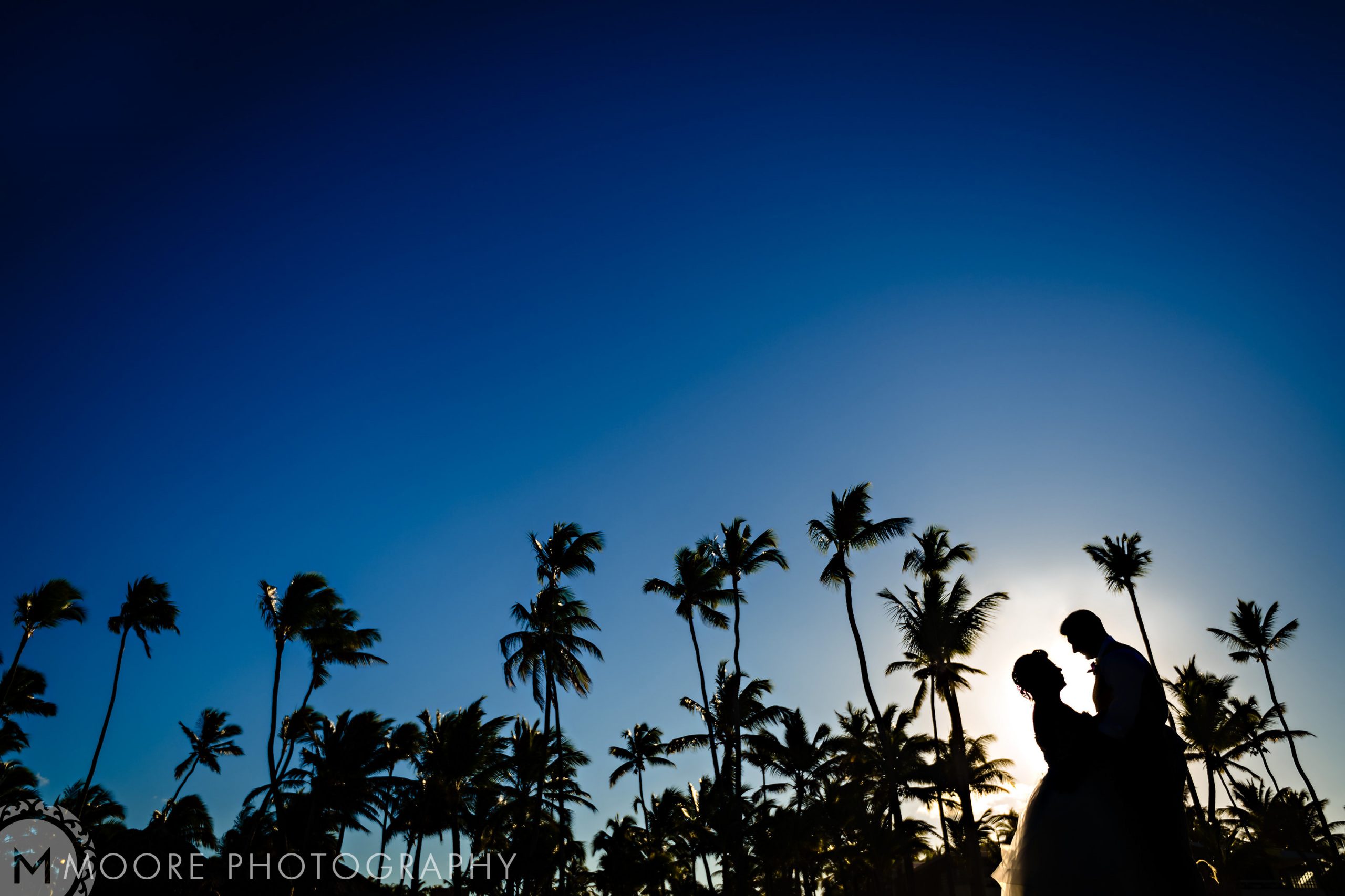 Palm trees - Woody plant