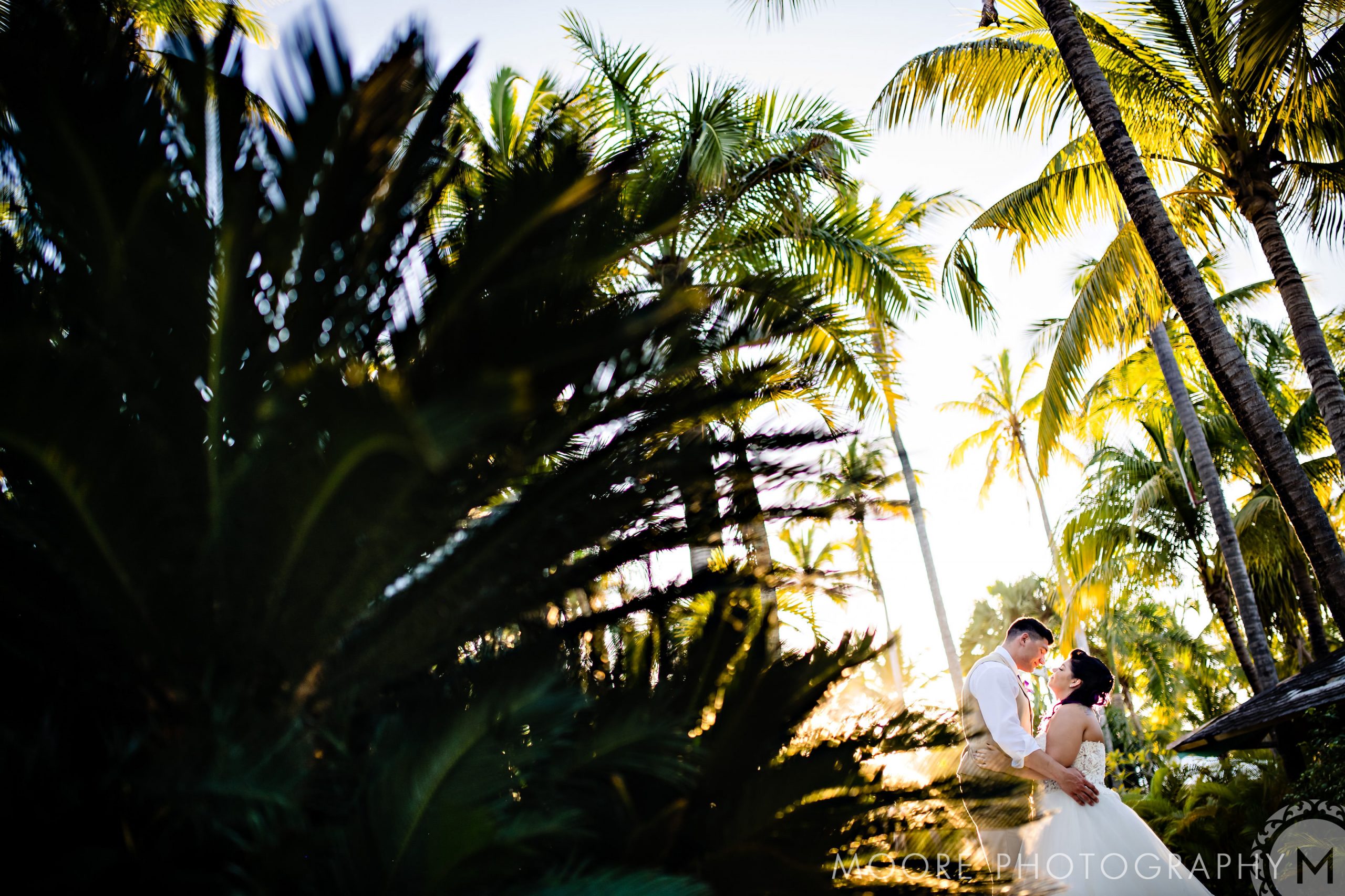 Asian palmyra palm - Plant