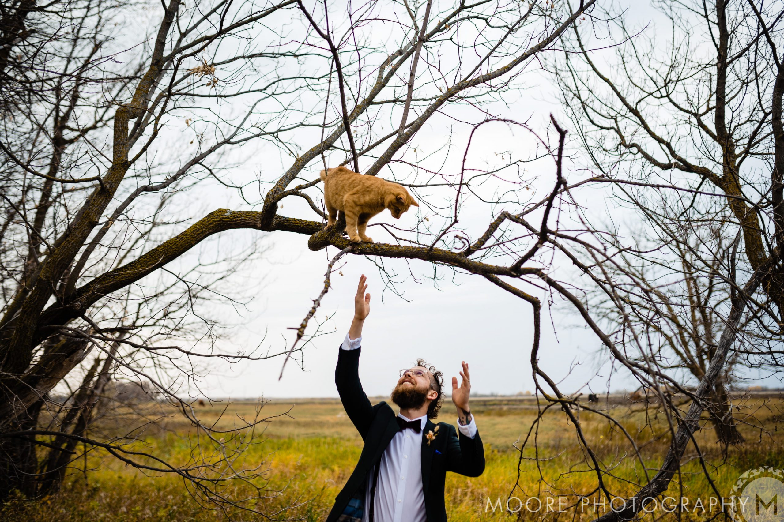 Man reaching for a cat on a tree branch near Winnipeg wedding venues.