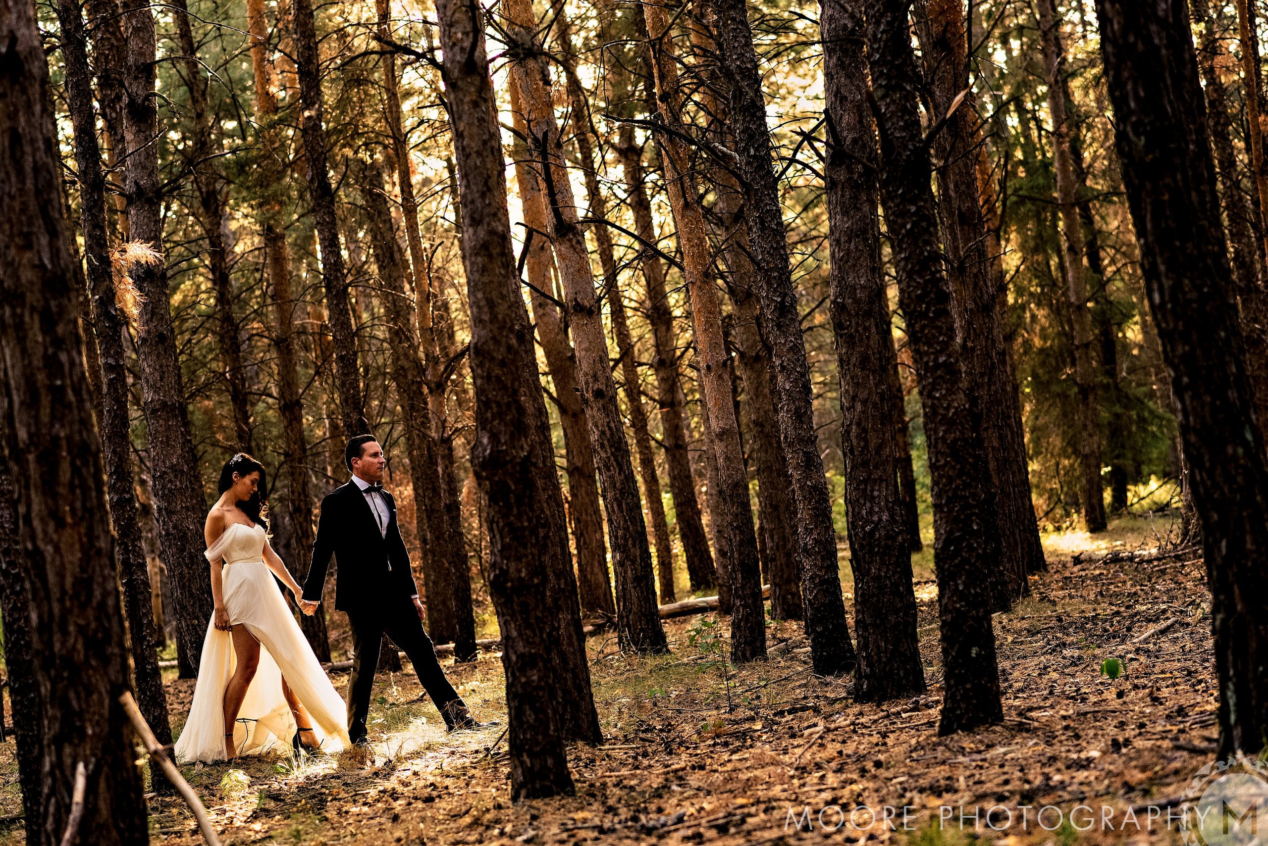 Photograph - Old-growth forest