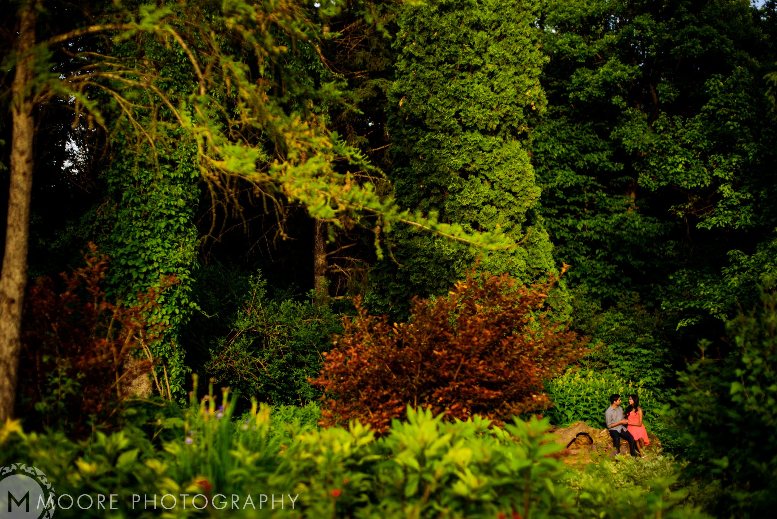 Temperate broadleaf and mixed forests - Temperate coniferous forest