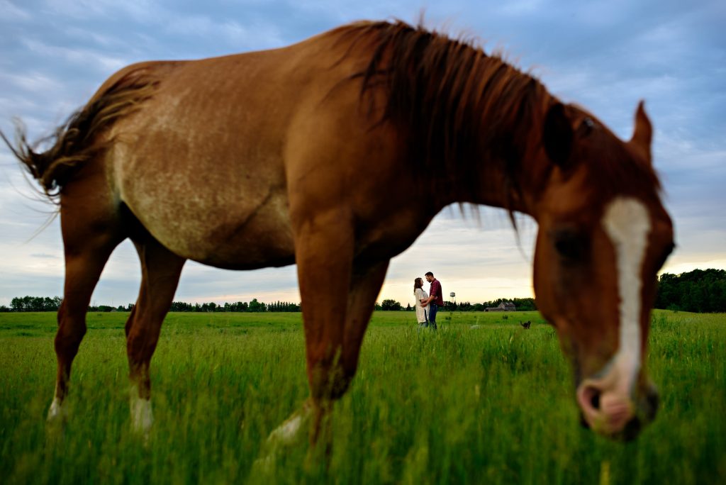 An engaged couple embracing in a green farmers field with a horse eating grass in the foreground