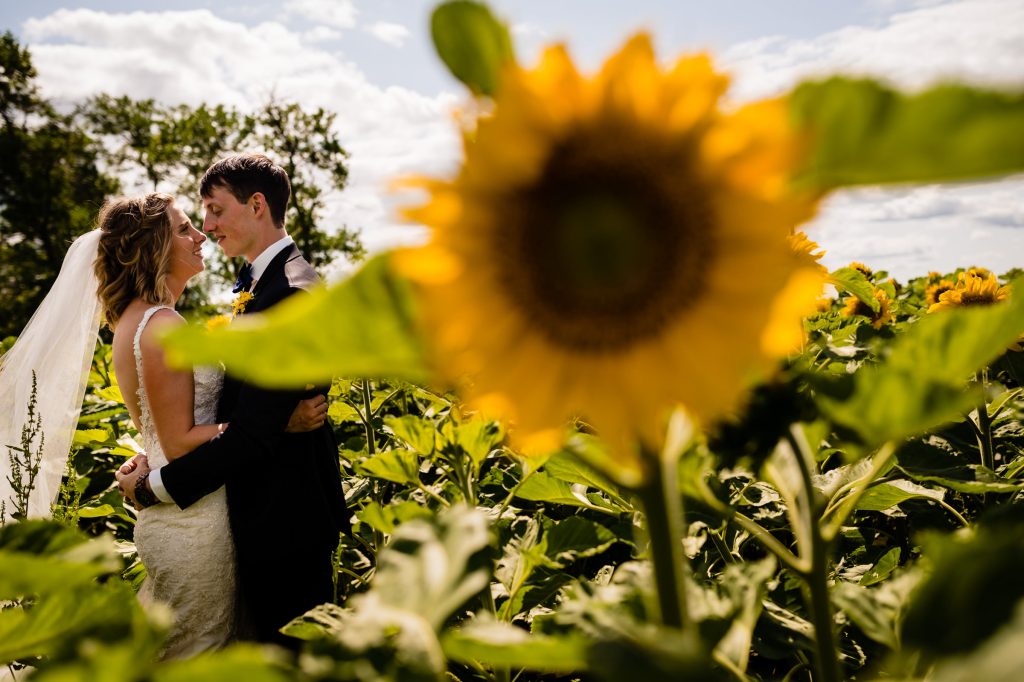 a Bride and groom, embracing for a photo with a sunflower in the foreground in Winnipeg Manitoba
