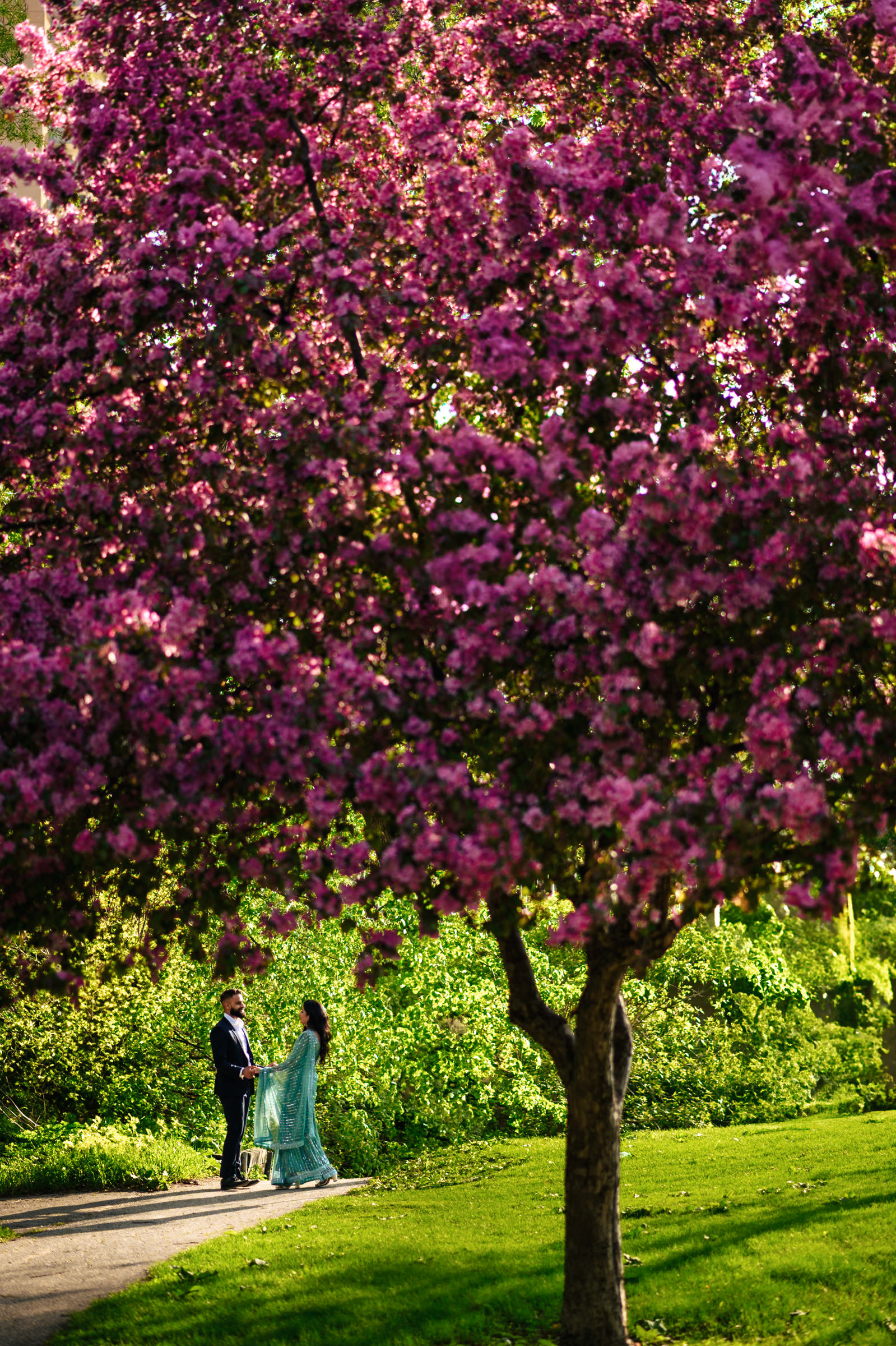 A couple stands under a blossoming tree with vibrant pink flowers during their Indian engagement shoot. They face each other, holding hands. The surrounding greenery and sunlight filtering through the leaves create a serene and romantic atmosphere.