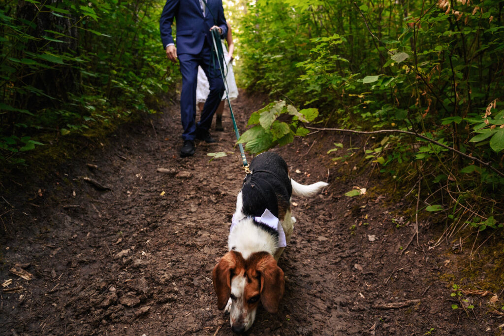 A Basset Hound on a leash walks down a dirt path through lush green foliage. Its ears droop near the ground. In the background, a person in a blue suit holds the leash. Another person is partially visible behind, dressed in white.