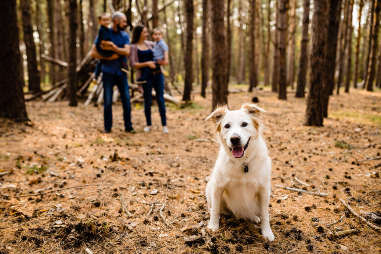 A happy dog sits on a forest floor in the foreground, looking at the camera. Captured by a Winnipeg photographer, a family with two adults and two children stands in the blurred background, surrounded by towering trees, savoring their day out in nature.