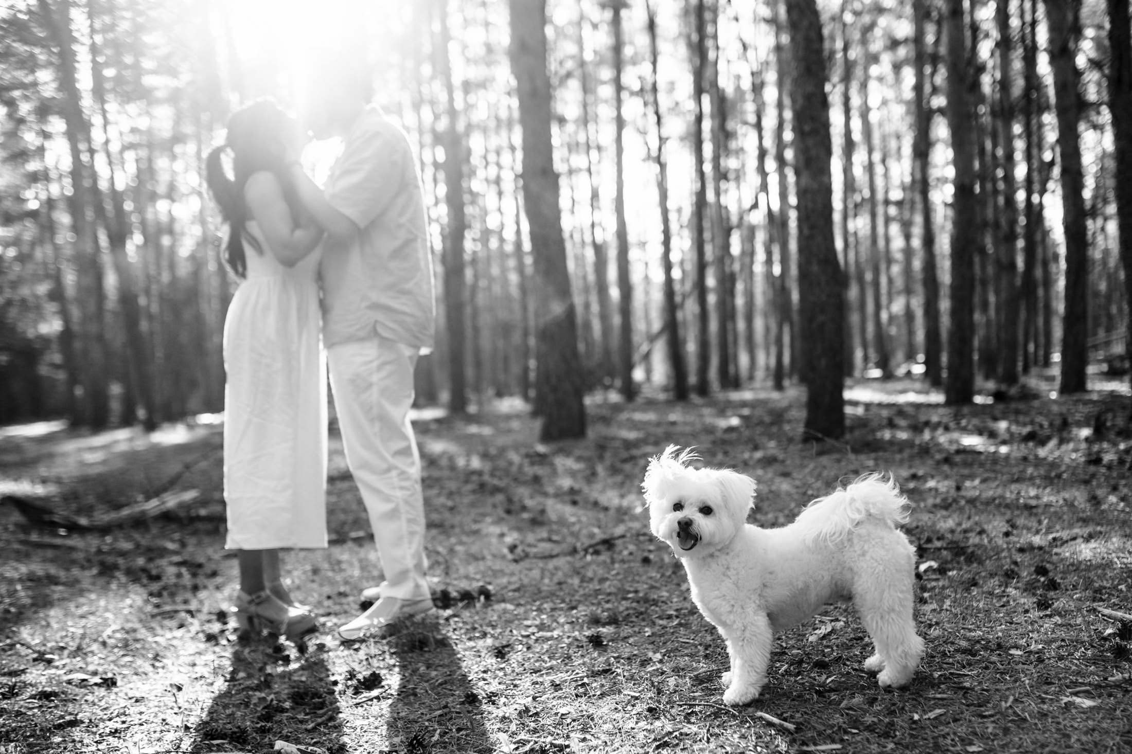 Engaged couple kisses in a forest, with their fluffy white dog posing for the camera.