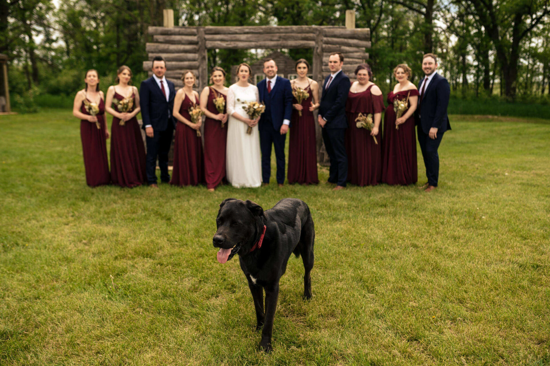 Black dog strolls before a wedding party in Winnipeg, all elegantly dressed on lush grass.