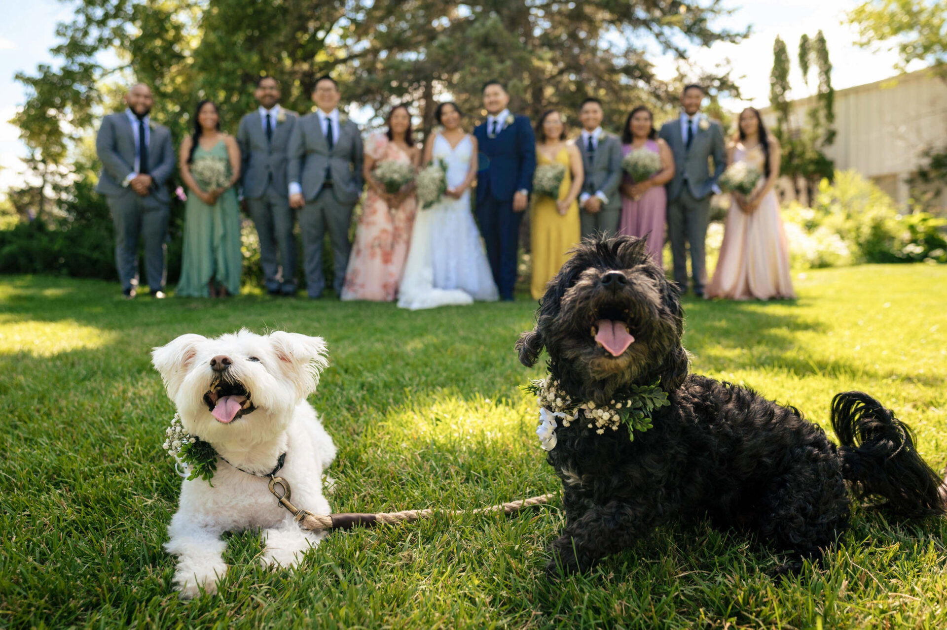 Two dogs pose on a sunny lawn, the best Winnipeg wedding photos capture their charm.