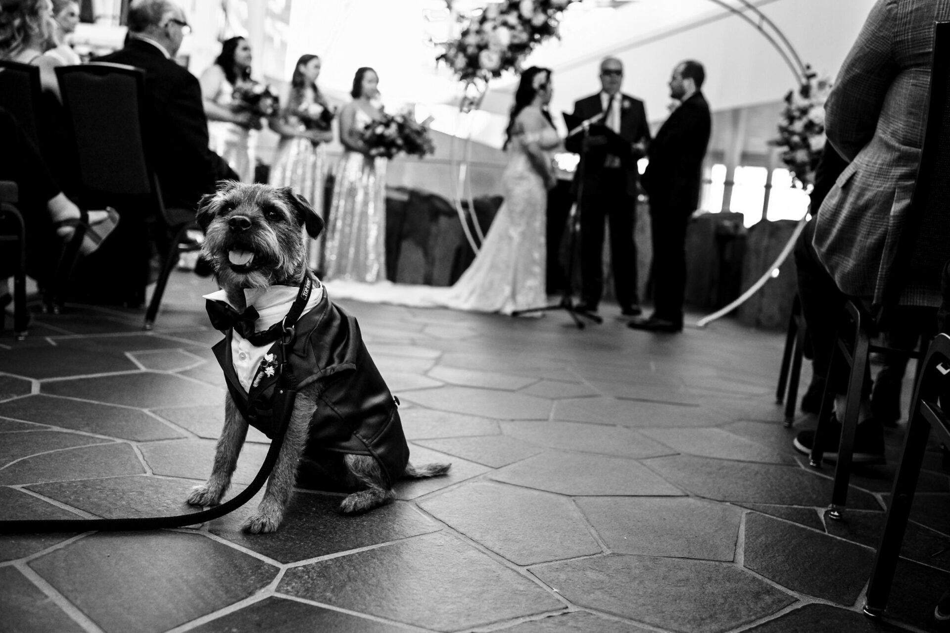 Dog in tuxedo at a wedding with bride, groom, and bridesmaids—Best Winnipeg Wedding Photos.