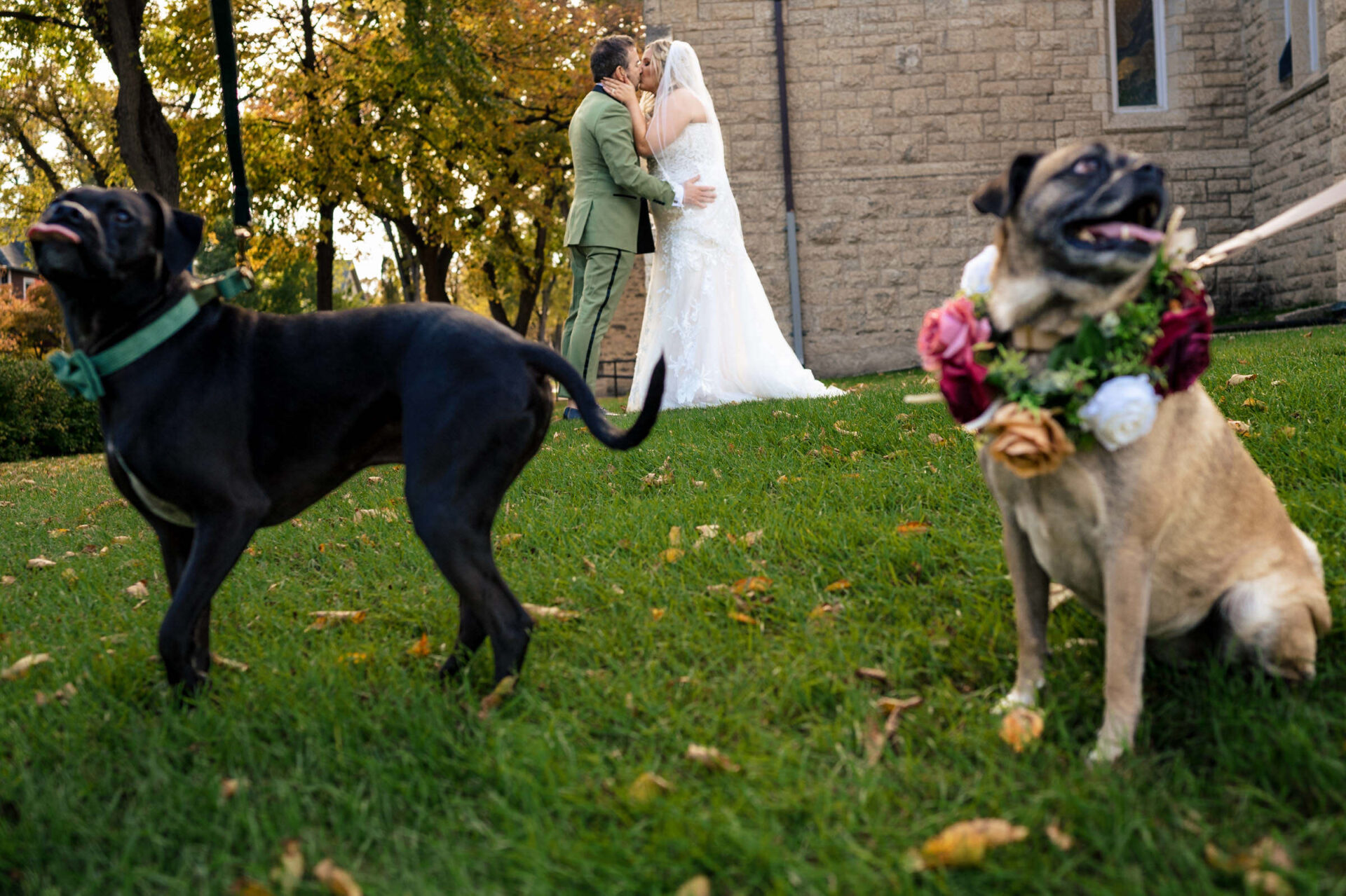 Bride and groom kiss while two dogs in floral collars steal the show in stunning Winnipeg.