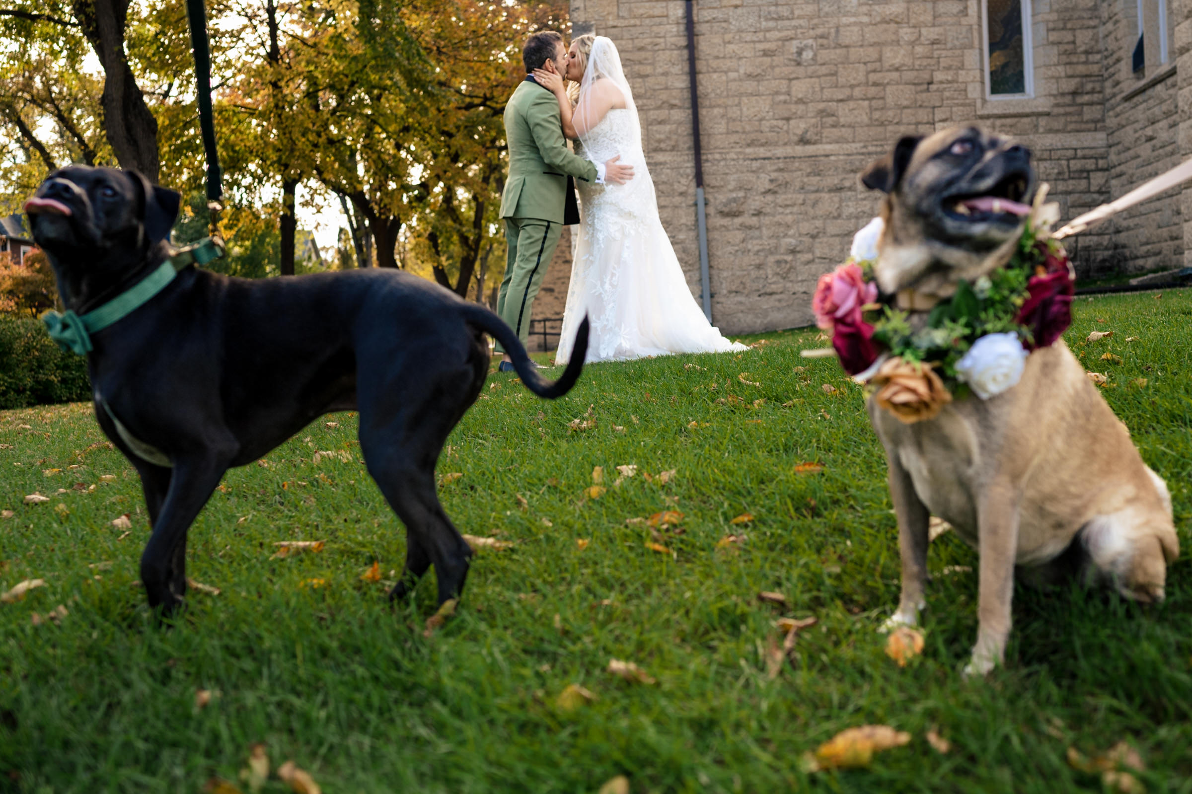 Winnipeg wedding photography captures a bride and groom kissing as their dogs sit with floral collars.